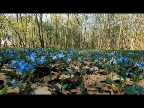 Amazing Colors of Spring Flowers and Fall Leaves - 4K Nature Relax Video with Nature Sounds