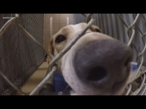 161 dogs, 8 cats rescued from St. John Parish hoarder