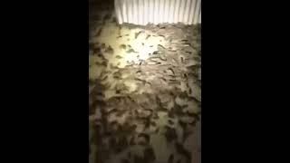 invasion des cafards
