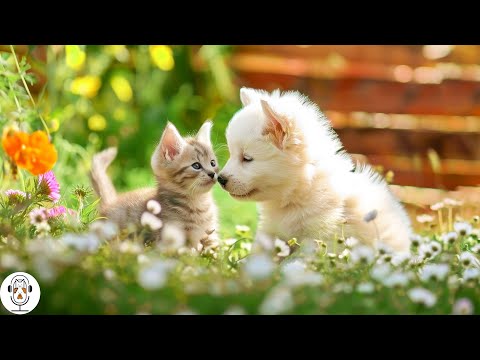 Música relajante para perros y gatos | Música Relajante para Dormir Profundamente 🐶 Música para l...