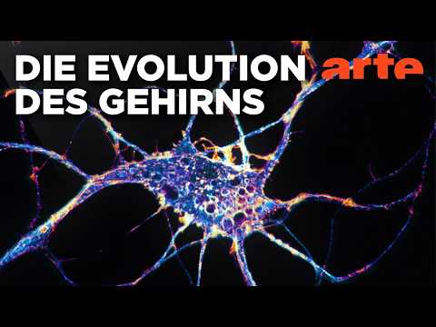 Video Thumbnail: Von der Nervenzelle zum Denkorgan | Geheimnisse unseres Gehirns (1/2) | ARTE