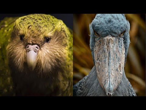 ▽ Самые невероятные птицы в мире