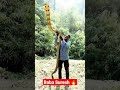 Baba Suresh King Cobra Master Shorts Youtubeshorts Kingcobra Snake