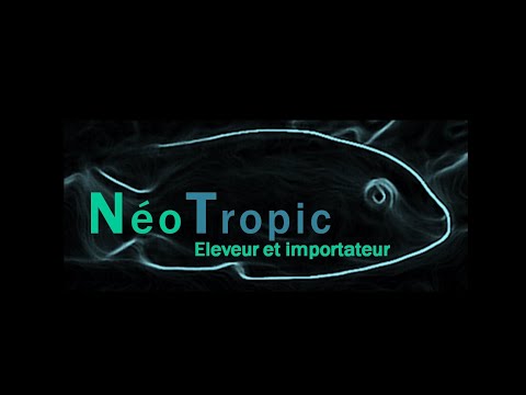 Tuto Bac Malawi Mbuna