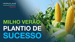 Plantio de milho: quais as melhores estratégias?