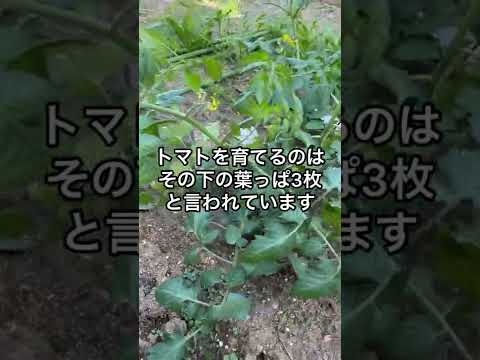 トマトの苗が育たないのはなぜですか?成長を加速させるために避けるべき5つの間違い  庭園