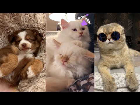 Angry Cats VS Dogs Funny Cat 😸 and Dog 🐶 Videos Compilation #01