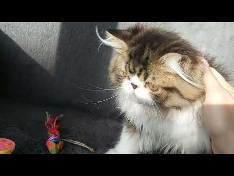 Persian exotic tip kitten (can deliver) - Image 2