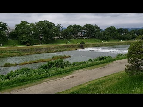 Lanceleaf plantain, contrariwise