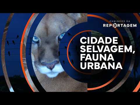 Cidade selvagem, fauna urbana | Caminhos da Reportagem