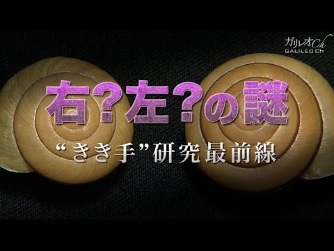 左から右へ考えていますか?研究によりその理由が説明されました
