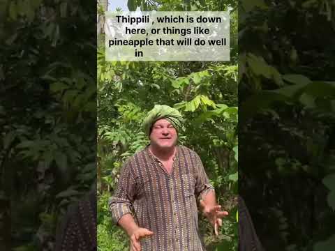 Exploring Dioscorea: Air Potato Insights by Rohith Reddy