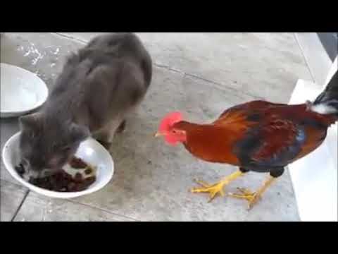 EL GATO ESTÁ QUE LO   Alejandro de Cambil