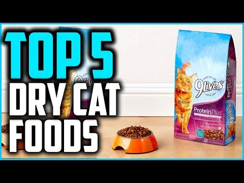 Top 5 Best High Protein Dry Cat Foods in 2020