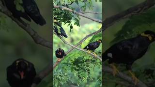 Download lagu pikat beo,di serbu banyak beo #birds #sulingsakti #kicaumania #burung #animals #wildlife mp3 Download lagu pikat beo,di serbu banyak beo #birds #sulingsakti #kicaumania #burung #animals #wildlife mp3