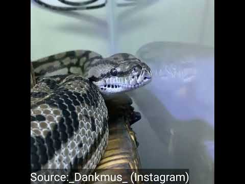 Dankpods frank the snake compilation 1