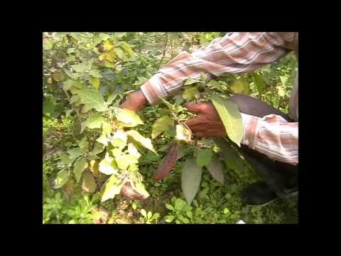 Indien.Land.Leute. Vikasnagar Benjamin ji