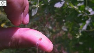 Uncle Steve Investigates Some Spit