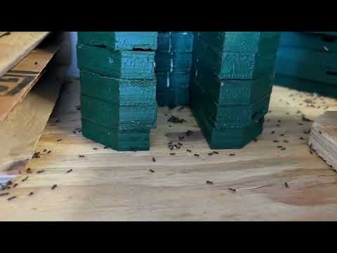 Basement of Business Heavily Infested with...