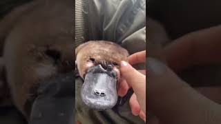Download lagu Have you ever seen a platypus in real life?🤩 #animals #shorts #funny #platypus #animalthings mp3