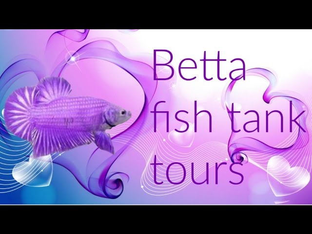 Betta Fish Tank Tours #5