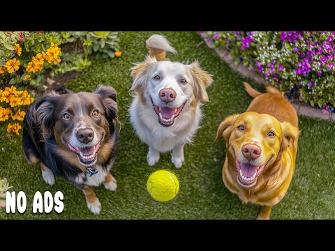 12 HOURS of Dog TV for Dogs to Watch 🐶Cheerful Dogs Playing, Running Together & Anti-Anxiety Music