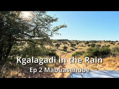 Kgalagadi in the Rain: Ep 2 Mabuasehube