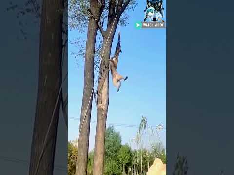 Belgian Malinois 💥 HIGH JUMP