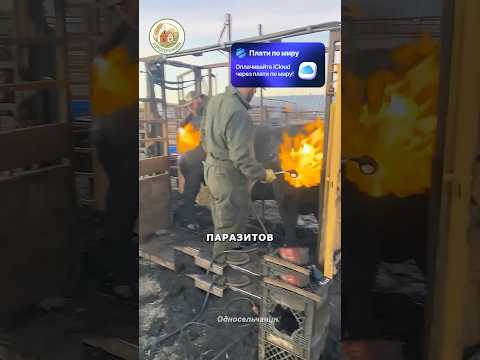 Зачем обрабатывать коров пламенем? #животные #агротехнологии #сельскоехозяйство