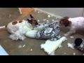 Jr And Zack Destroy Pillow