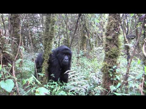 Henrik Boehl - Auf Reise - Tanzania, Uganda, Rwanda