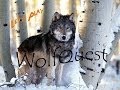 Let's Play: WolfQuest. Симулятор волка 