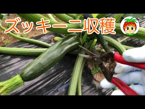 ズッキーニの鉢植えを始めるのに最適な時期はいつですか?  庭園