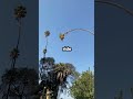 Man cuts down HUGE Palm Tree