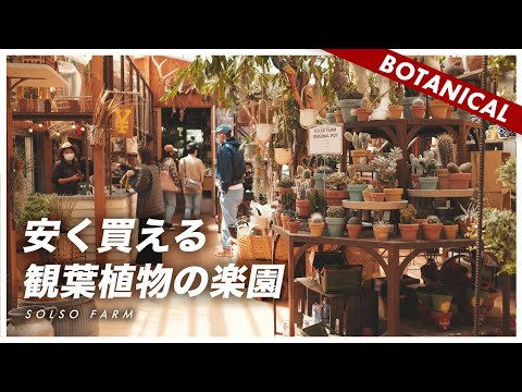 シュガーローフスプルース 植物