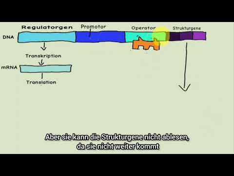 Ablauf der Substratinduktion Biologie| AusländerKannMathe