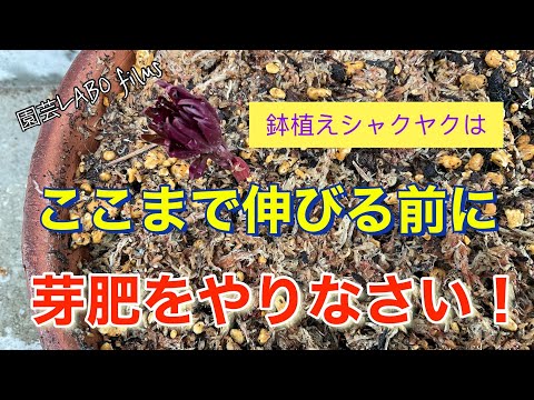 中国牡丹、牡丹、日本牡丹、芍薬