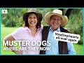 Stealing Hearts All Over Again Muster Dogs Where Are They Now ABC Iview