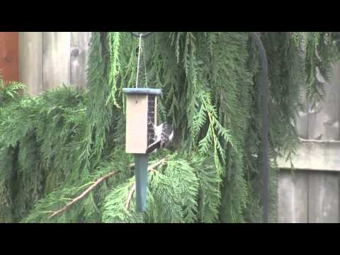 Downy Woodpecker   Evening Grosbeak