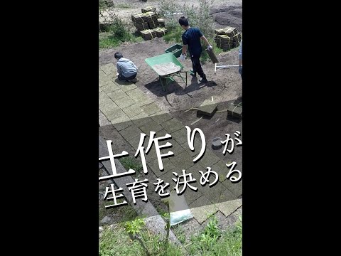 美しい芝生を作るためのアドバイス 夢の芝生を作るための実践的なヒント