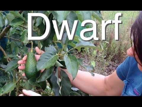 Dwarf Avocado Tree but Large Fruit - Grafted Pinkerton