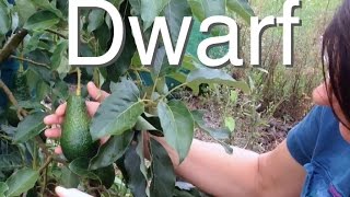 Dwarf Avocado Tree but Large Fruit - Grafted Pinkerton