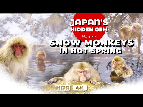 ❄️ Japanese Snow Monkeys in Hot Springs 🇯🇵 in 4K HDR quality ❄️