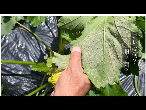 ズッキーニに牛乳は良いのでしょうか？うどんこ病も治りますか？  庭園