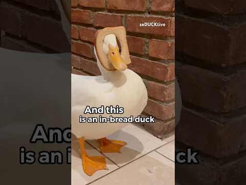 Deux types de canards 🦆