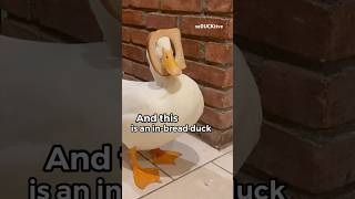 Deux types de canards 🦆