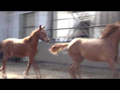 Fuerst Jazz x Quarterback  Merrie 2019