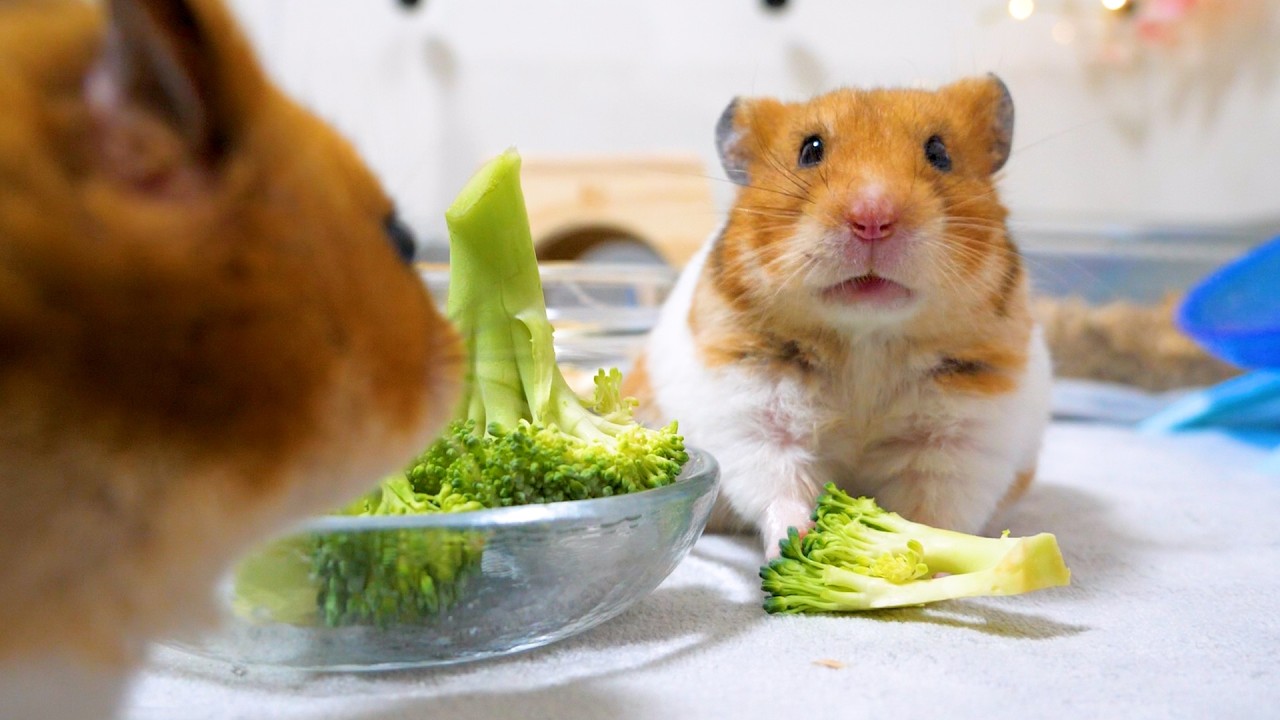 可愛い可愛い可愛い可愛い可愛い可愛い可愛い