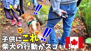 【海外愛され柴犬】海外で大人気! 柴犬を連れて歩くとカナダ人子供への反応がおもしろすぎ♪【海外の反応】ハイキング編