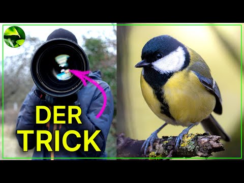 Kleine Vögel fotografieren 🐣  DIESE TIPPS solltest du kennen!